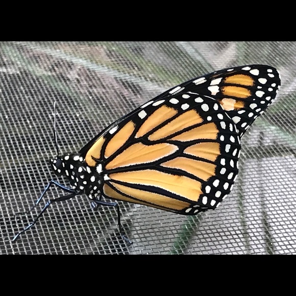 Meet your Posher, Amy - Picture 1 of 1